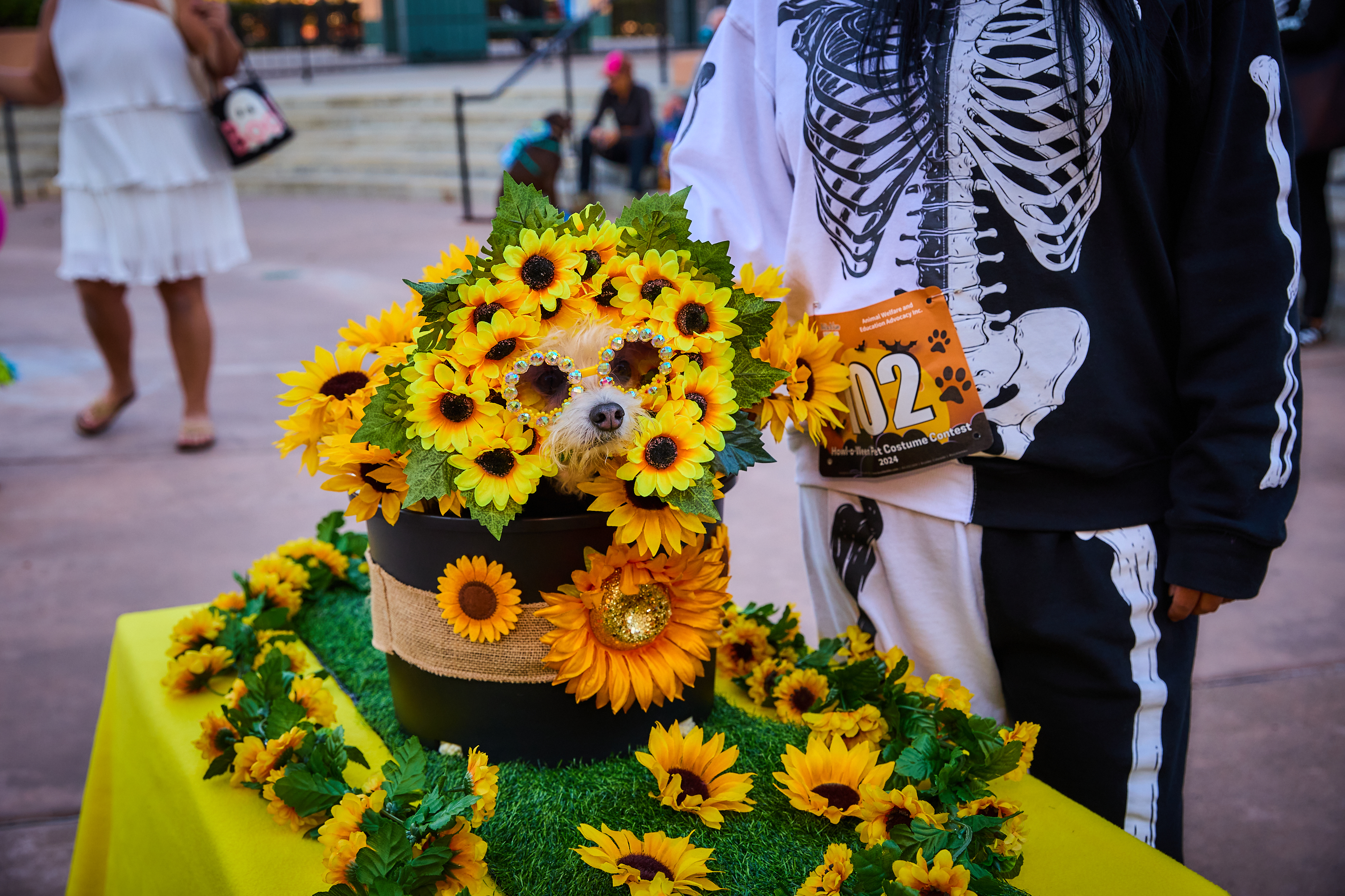 Howl-o-Ween Pet Costume Contest 2024